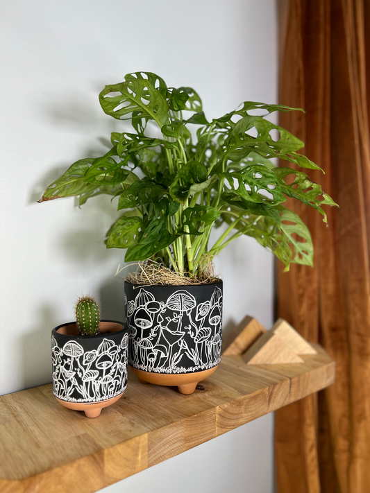 Propagating Plants in Water