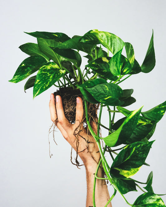 Newbie? Best Houseplants for Beginners