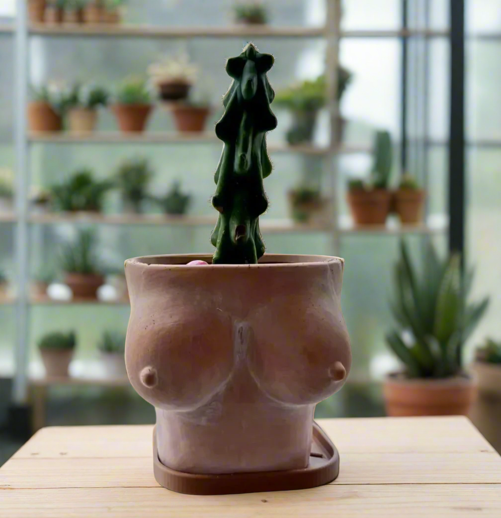 5" terracotta boobies planter