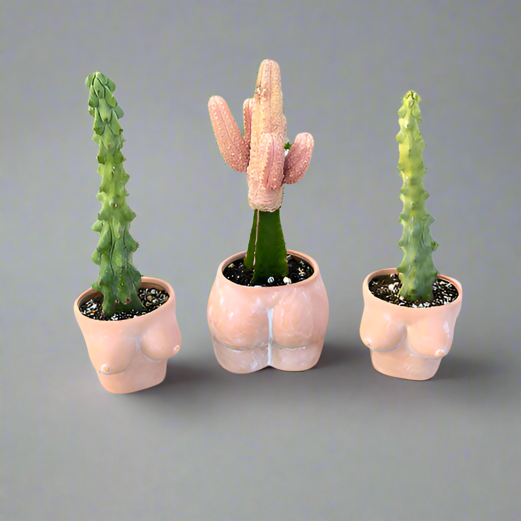 boobies planter with boobie cactus and a butt planter all terracotta