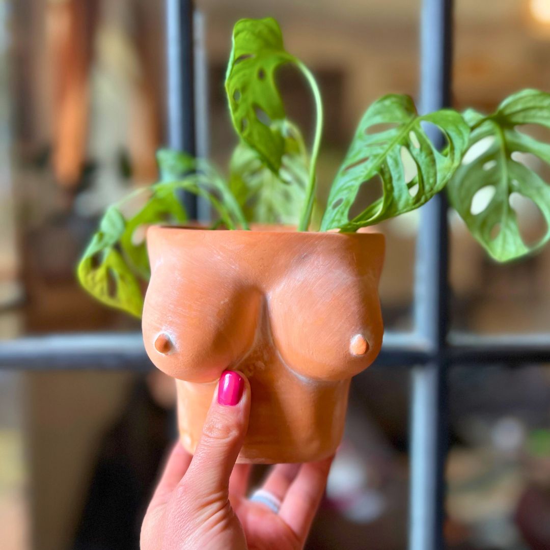 terracota boobies bust planter with a swiss monstera plant