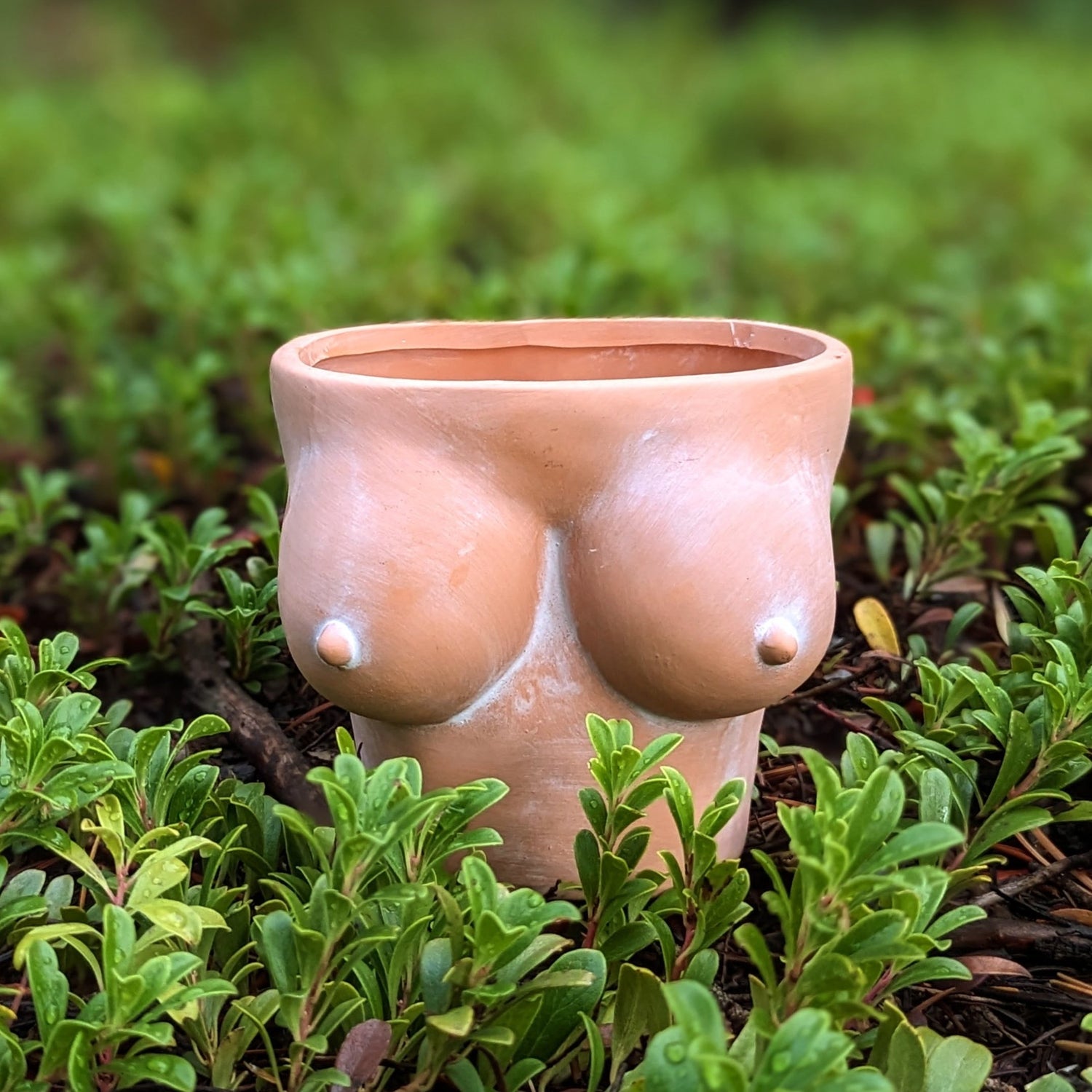 terracotta planter 4 inch in shape of boobies bust with nipples