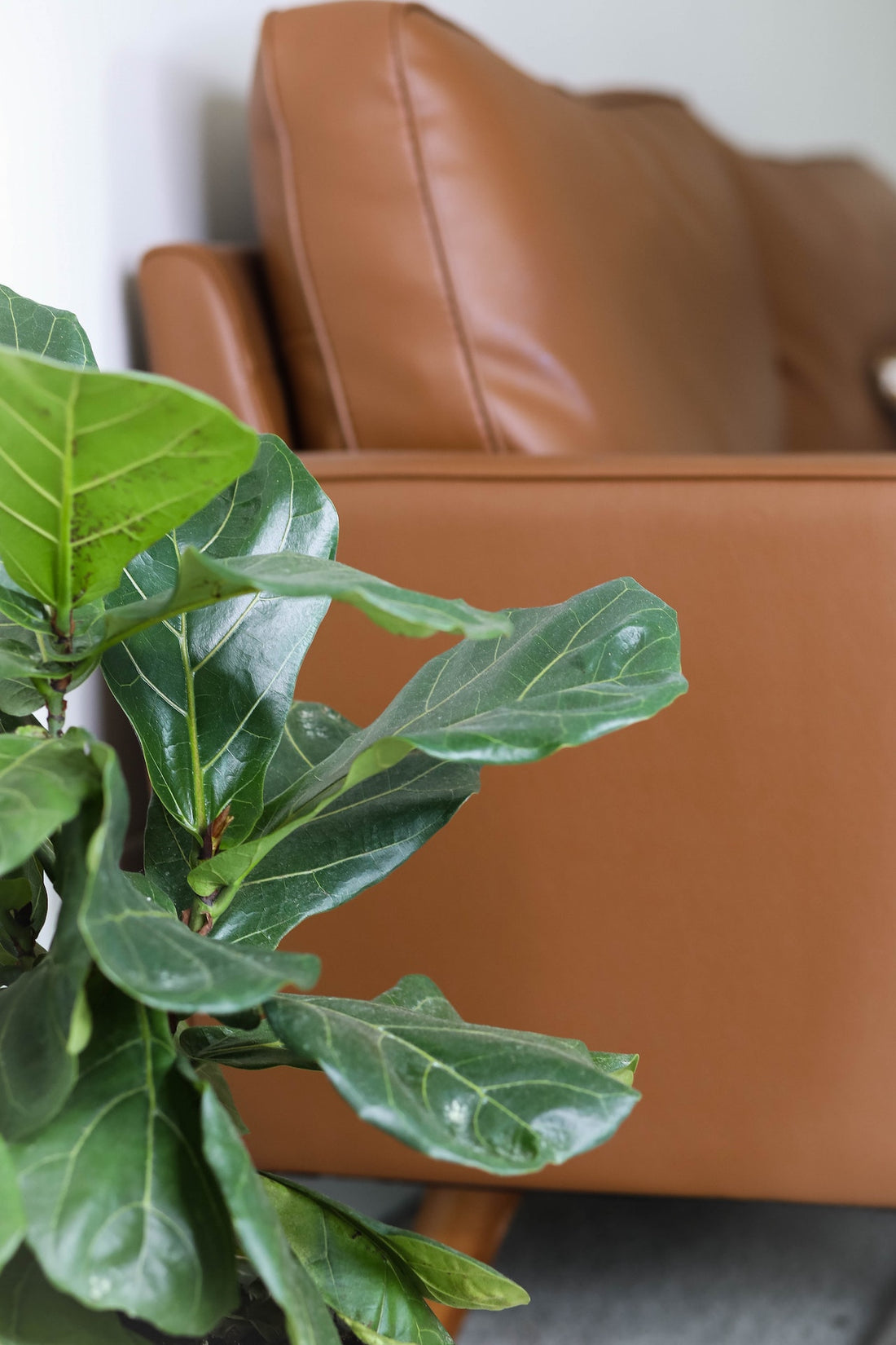 From West Africa to Your Living Room: Fiddle Leaf Fig Care and Propagation Tips!