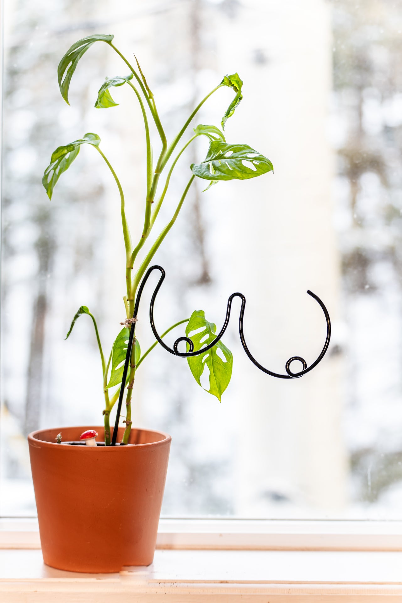 Trellis for Houseplants, Boobies Design, Funny Plant Person Gift