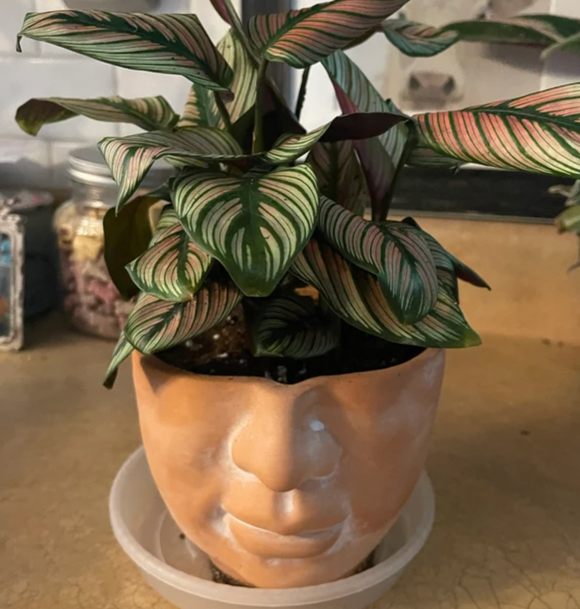 FACE Planter - natural terracotta