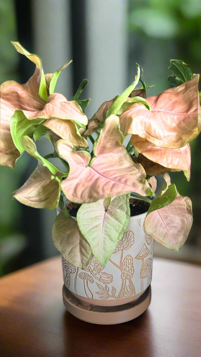 engraved mushrooms terracotta planter