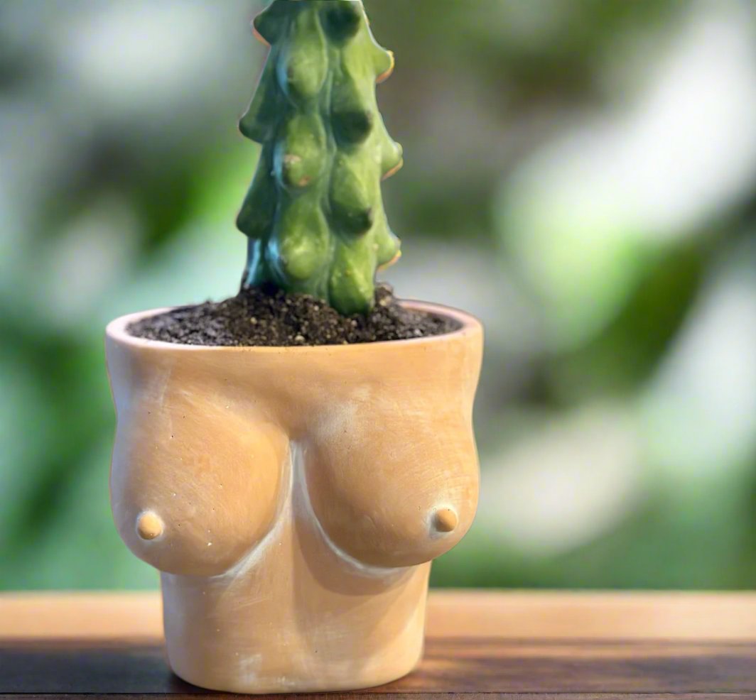 terracota boobies bust planter with a boobie cactus planted in it